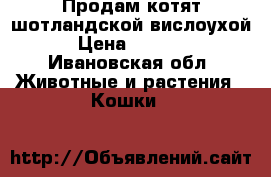 Продам котят шотландской вислоухой › Цена ­ 1 000 - Ивановская обл. Животные и растения » Кошки   